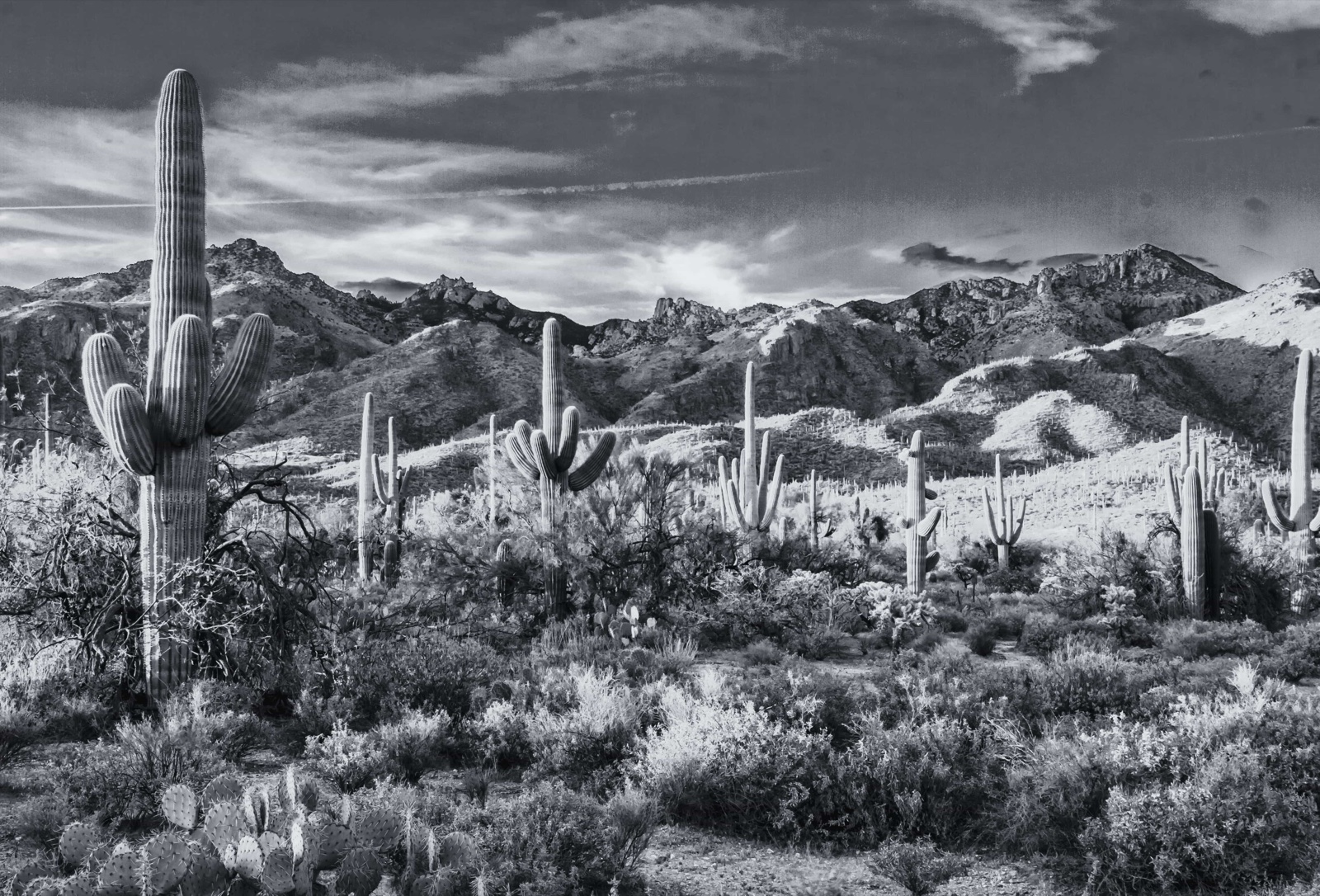 Saguaro cacti in the Sonoran Desert